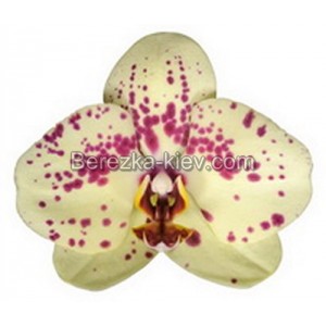 Орхидея 2 ветки (Albufeira)